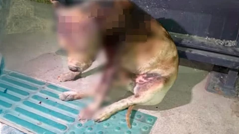 ¡Desgarrador! La perrita Hope fue golpeada y quemada viva en SLP