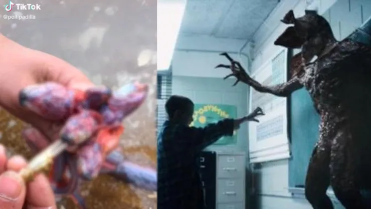¿Demogorgon de ‘Stranger Things’ es real? Encuentran extraña criatura marina