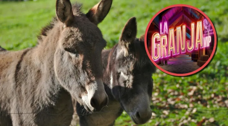 CURIOSIDADES DE LOS BURROS QUE TE SORPRENDERÁN.jpg