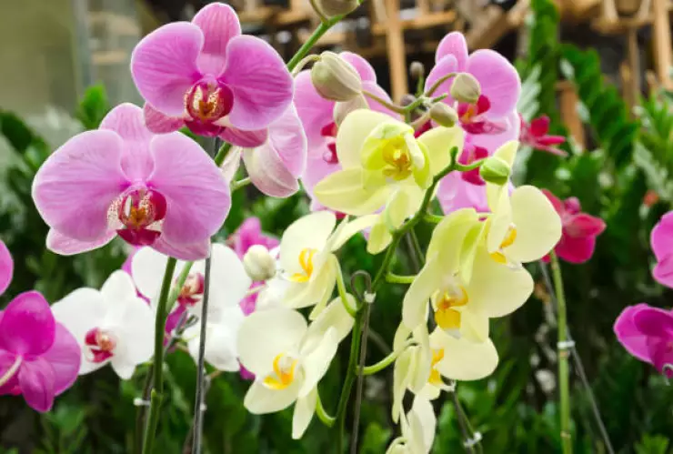 festival de la orquidea