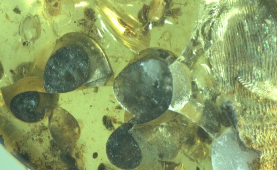 Encuentran en ámbar caracol fosilizado hace 99 millones de ...