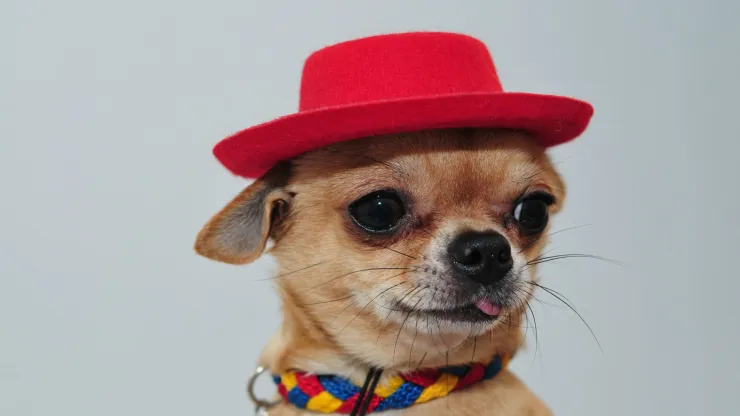 perro