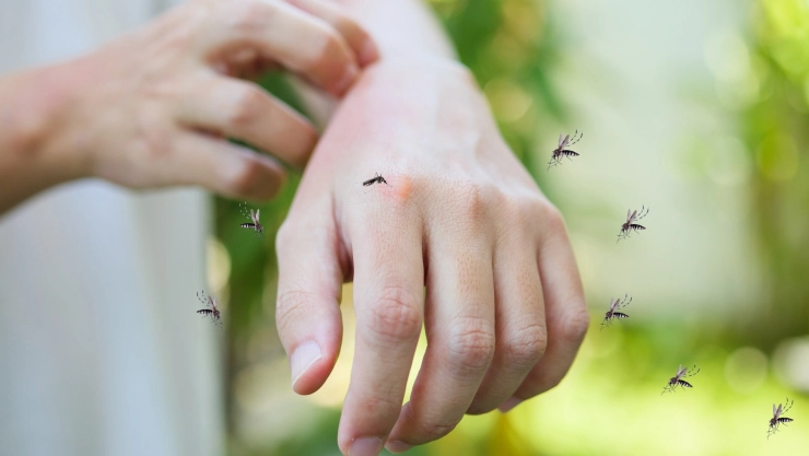 Los mosquitos arrasan en California.