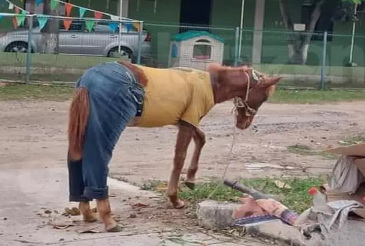 caballo con pantalón