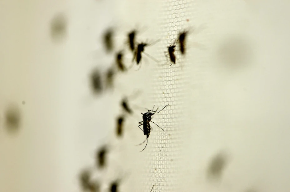 Zika