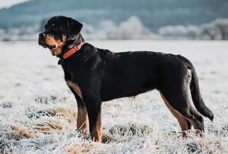 perro ataque en Rusia.png