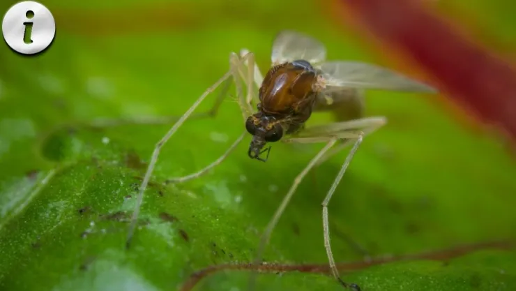 Alerta por la mosca de la arena Qué es, dónde habita y cuáles son sus riesgos.jpg