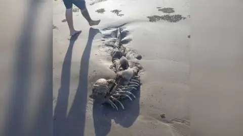 ¿Sirena extraterrestre_ Científicos están intrigados ante el hallazgo