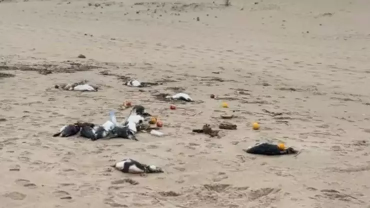 Hallan a miles de pingüinos muertos en costas de Uruguay