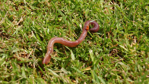 Leche de lombriz, envejecimiento, estudio c.jpg