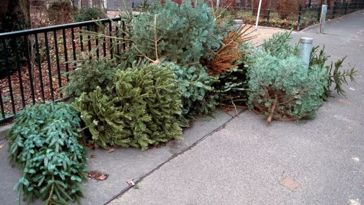 Centros de acopio de arboles de navidad