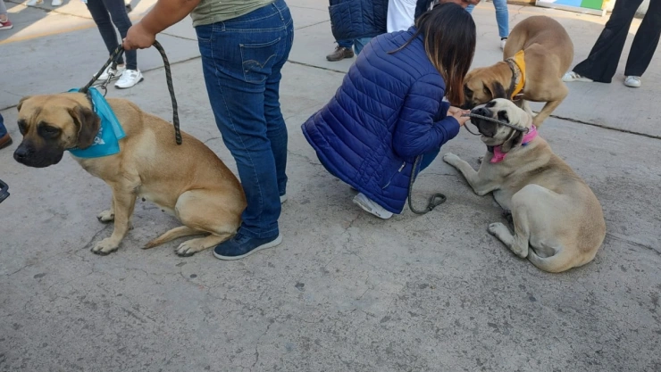 perritas rescatadas