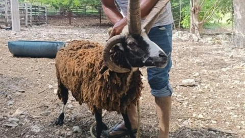 carnero diablo cuatro cuernos.