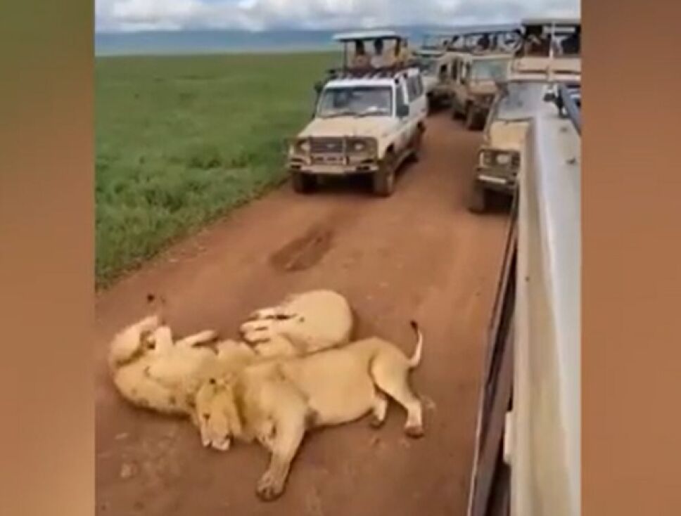 Leones causan caos vial en Tanzania