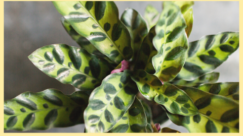Calathea