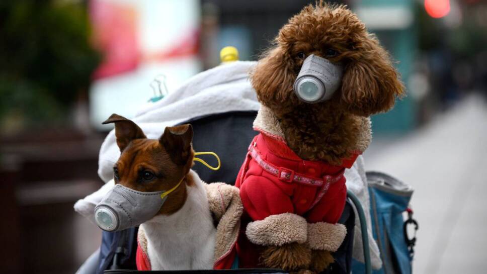 Mascotas Coronavirus