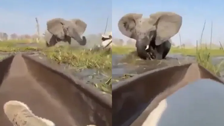 VIDEO | Elefante ataca a turistas en safari de Botswana, África