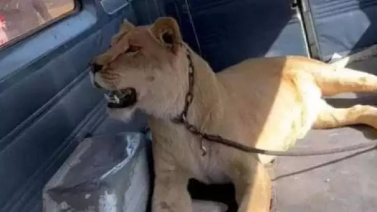 Leona escapó de casa y atacó a mujer en las calles de Aguascalientes