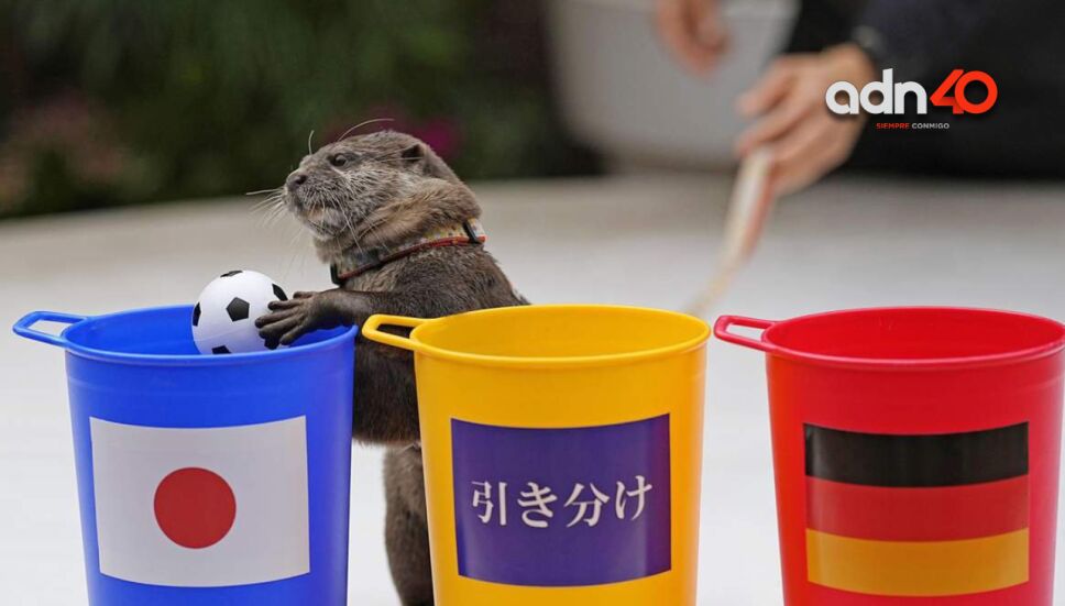 nutria.jpg