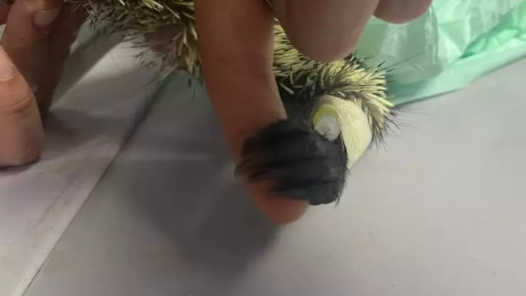 Atacan a puercoespin en Veracruz.