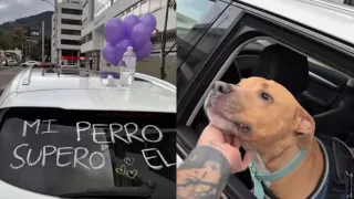 Dueño Organiza Caravana para Festejar la Recuperación de su Perro del Cáncer