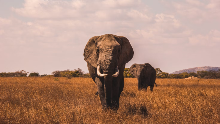 elefante atacada.png