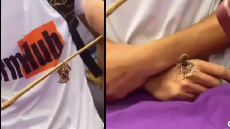 Jóvenes en China organizan peleas de arañas