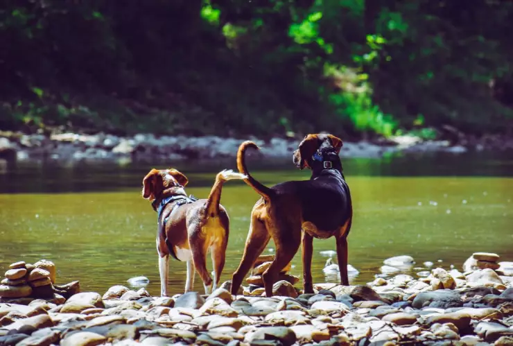 ¡Lo aprueban! Personas que rescaten a animales en CDMX serán recompensadas