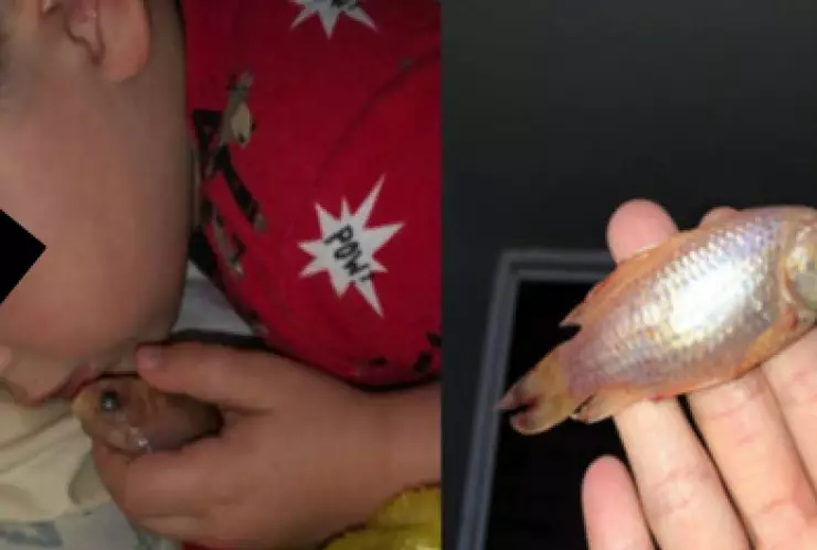 Niño mata a su mascota sin querer por quererlo abrazar