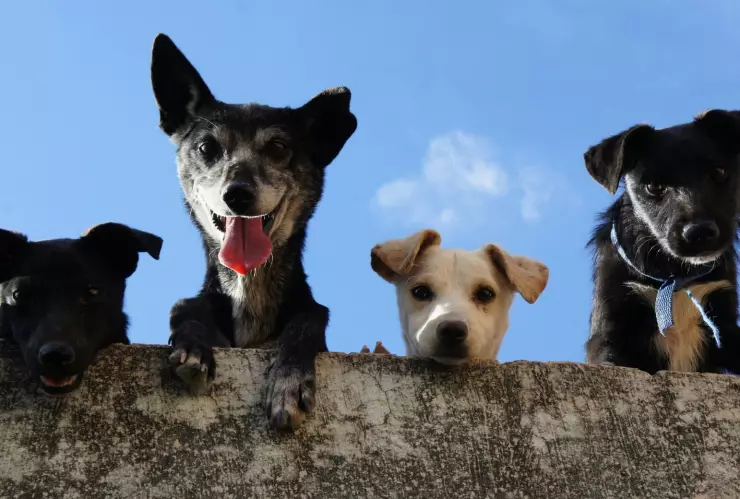 Así puedes asegurar el bienestar de tus mascotas durante tus vacaciones.jpg