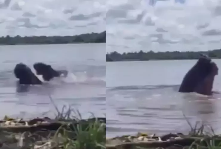 Capibara embarazada muerde y ataca a una joven