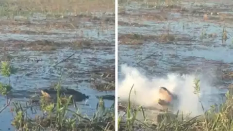 El cocodrilo realizó un espectacular salto para poder capturar el dron que lo grababa para masticarlo y destrozarlo.