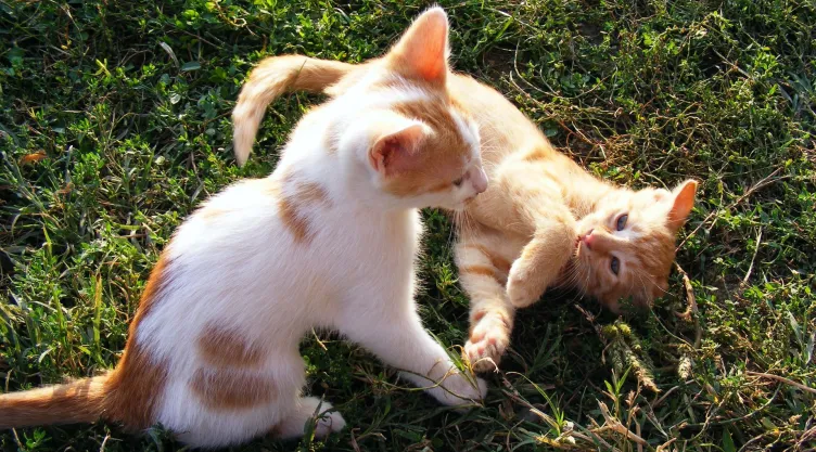 ¿Cómo saber si tus gatos están peleando o jugando?