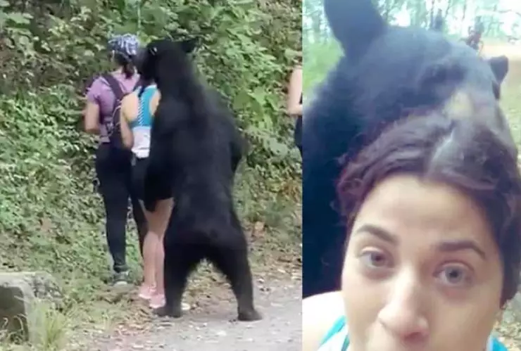 Profepa reconoce que castración del “oso amigable” en NL fue errónea.