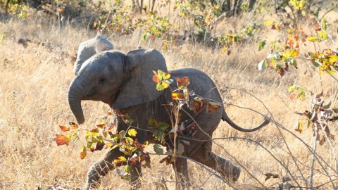 elefante trompa cazador