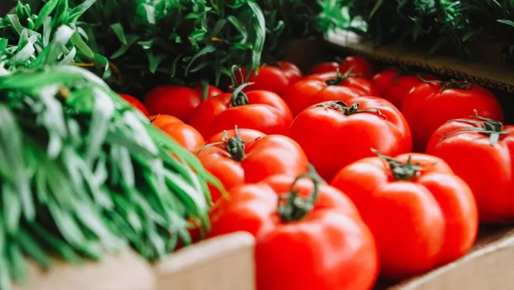 No hay remplazo para el jitomate mexicano en Estados Unidos, advierten productores