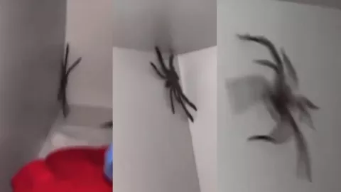 Araña gigante video