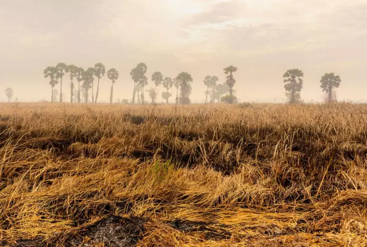sequía e incendios forestales
