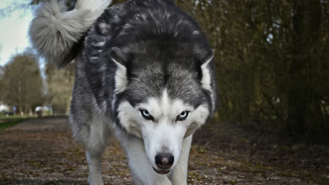 hombre lobo