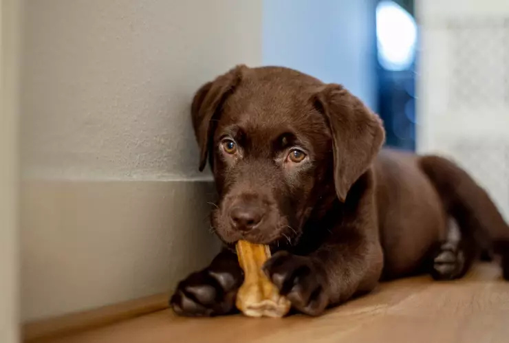 alimento perros pancreatitis