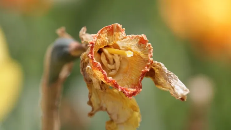 /estilo-de-vida/significado-planta-marchite-dentro-casa-fegn-shui