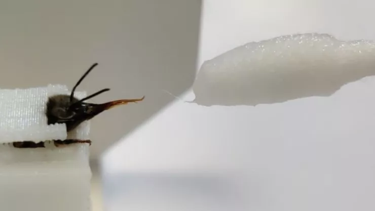 abeja detección covid-19 .jpg