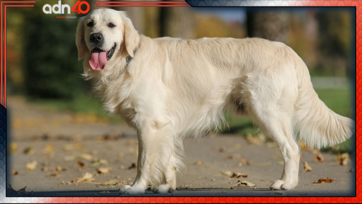 Familia convierte a su perro en alfombra