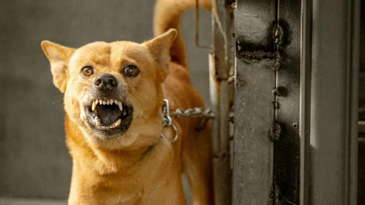 Hombre es lesionado por sus mascotas en Rosarito