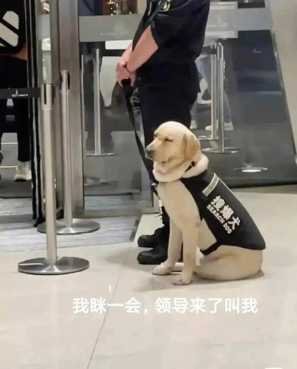 Perrito, seguridad, trabajo c.jpg