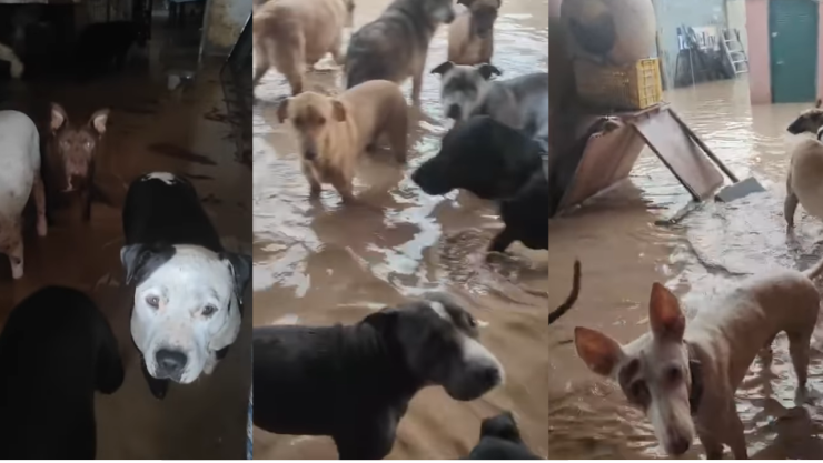 Refugio de perritos en Valencia