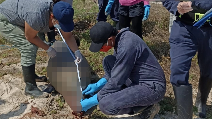Realizan necropsia a delfín que fue hallado sin vida en costas de Yucatán