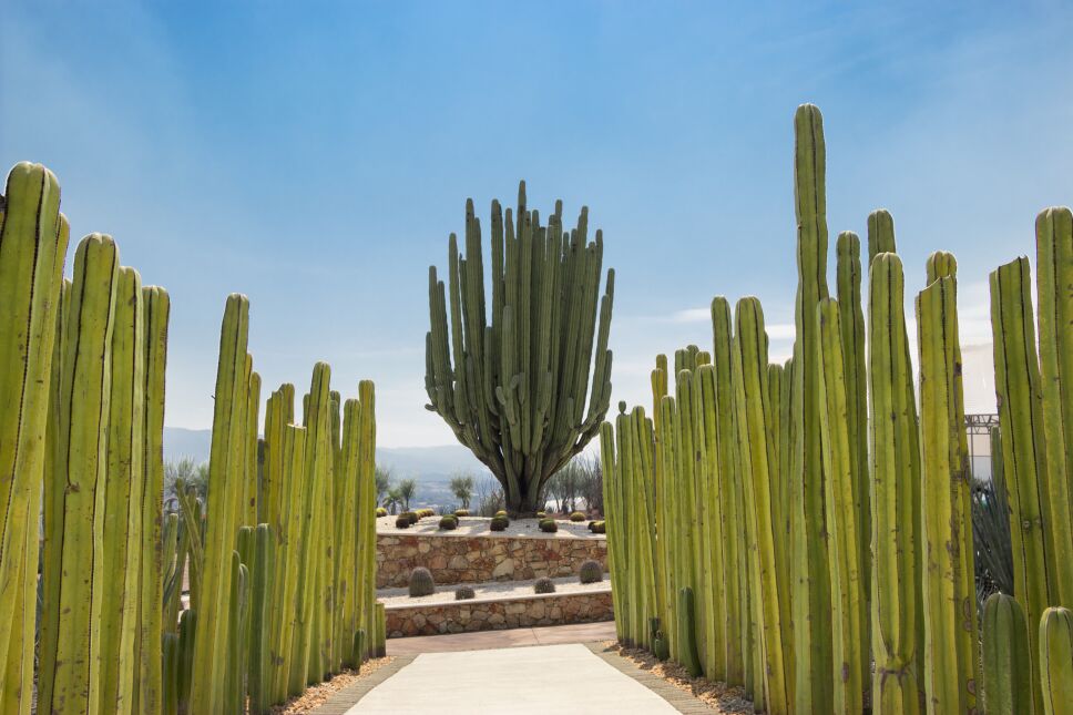 Jardin de Cactaceas en Jardines de México