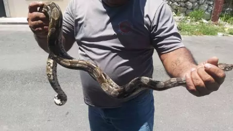 Serpiente provocó pánico en una familia de Motul (FOTO)