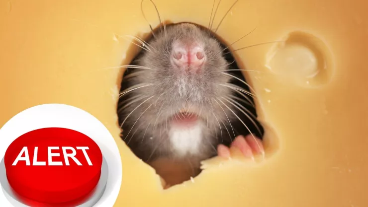¡Se les antojó el queso! Retiran famosa marca del mercado por presencia de ratas en la fábrica.jpg